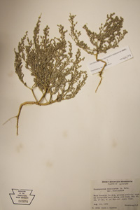 Herbarium Sheet of 